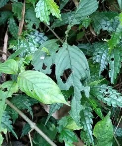 Lá cơm kìa thảo dược quý vùng Tây Bắc giải độc, mát gan, lợi mật