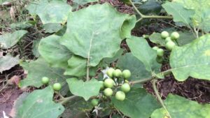 Cà dại hoa trắng