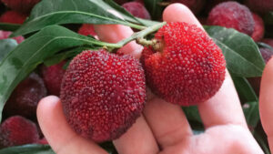 Trái thanh mai hay quả dâu rượu