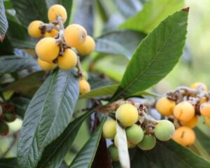 Lá nhót tây (tỳ bà diệp)