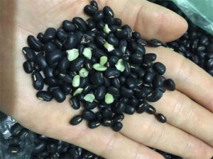 Đậu đen lòng xanh