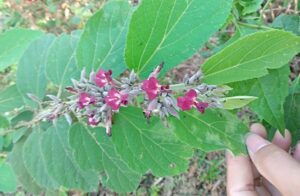 Nghiên cứu về cây an xoa