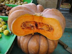 Bí rợ