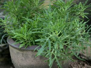 Cây trường sinh lá rách