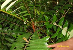 Lá mật nhân cây thuốc nam điều trị bệnh vô sinh