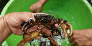 Cua đồng