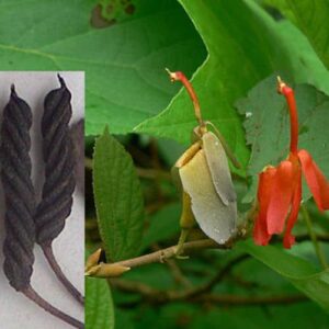 Quả tổ kén tròn