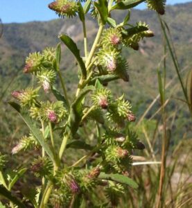 Hình ảnh cây cúc lục lăng