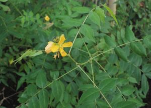 Cây muồng lá khế