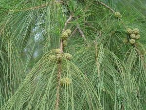 Phi lao (dương liễu)