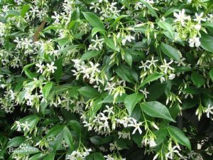 Lạc thạch đằng