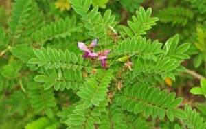 Cây bạch chỉ nam