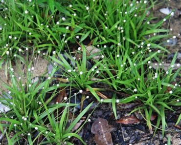 Cốc tinh thảo (cỏ dùi trống)