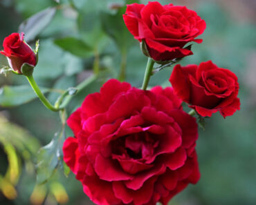 Ngăn ngừa và điều trị đau bụng kinh hiệu quả bằng hoa hồng