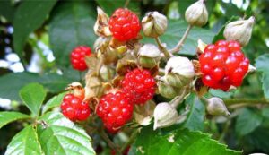 Quả ngấy hương