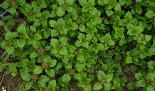 Rau phong luân nhỏ