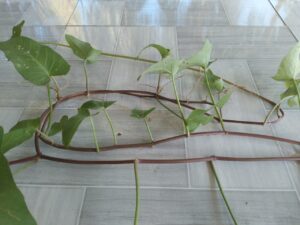 Cọng rau muống đỏ