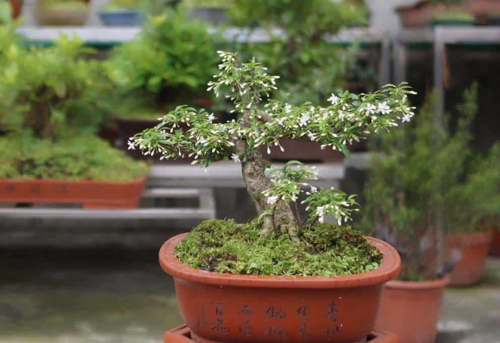 Mai chiếu thủy tạo dáng bonsai