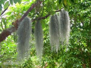 Tùng la (râu cây)