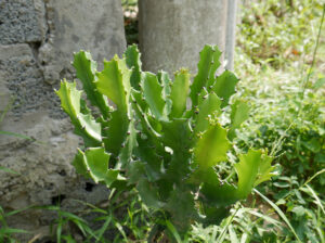 Cây xương rồng ba cạnh