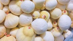 Mộng dừa - món ăn ngon