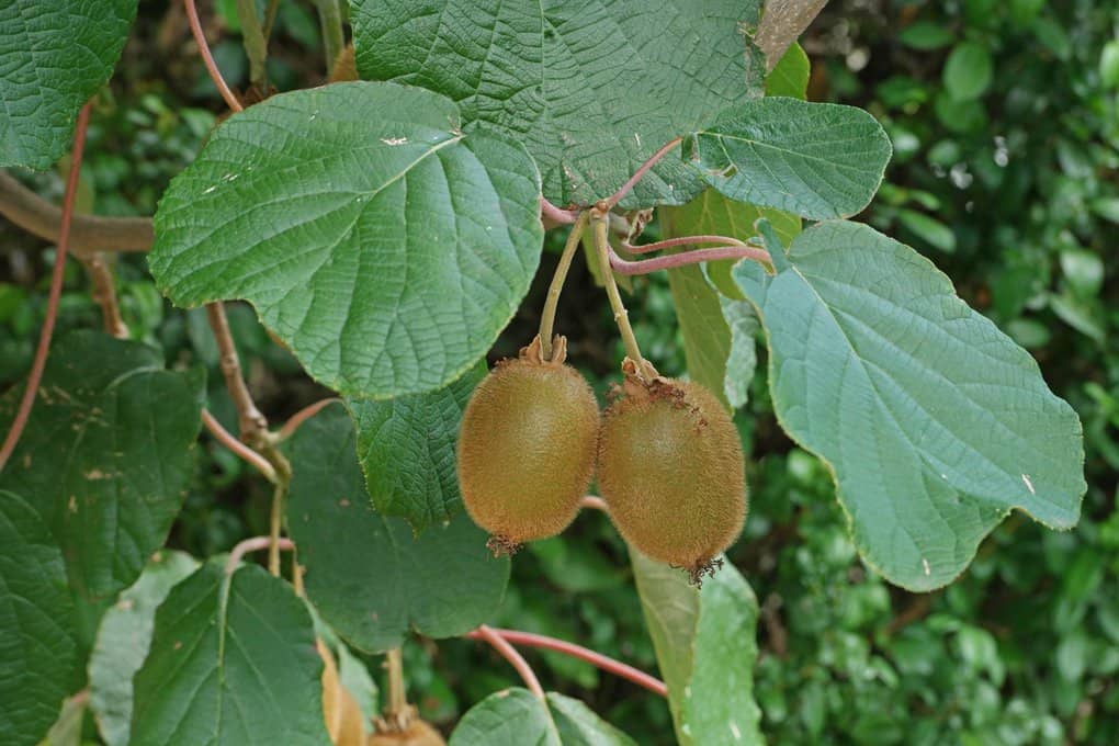 Quả kiwi