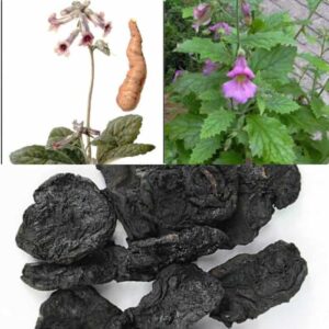 Cây địa hoàng và vị thuốc thục địa