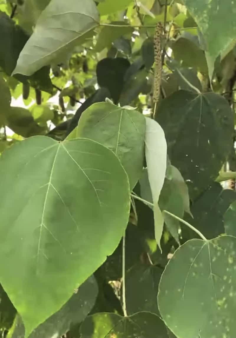 Cây ba soi trắng (bùng bục) có tác dụng gì