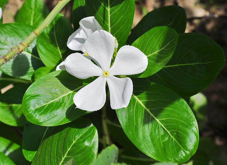 Cây dừa cạn hoa trắng