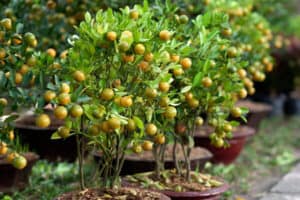 Cây hạnh (tắc, quất)