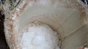 Thân cây chuối hột