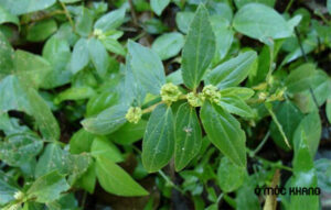 Cỏ sữa lá lớn