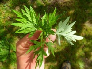 Lá ngải cứu cây thuốc nam điều trị đau lưng thoát vị đĩa đệm