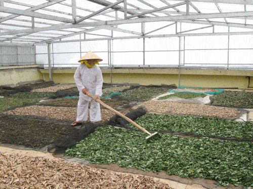 Phơi thuốc Nam ở chùa