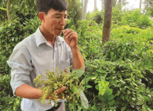 Chòi mòi thường (chùm mồi)