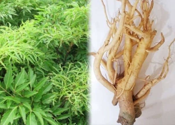 Lá và rễ đinh lăng - Cách dùng lá đinh lăng điều trị mụn