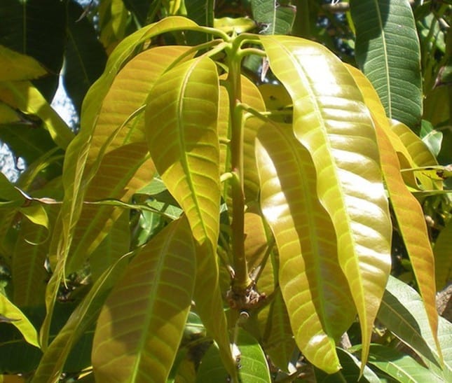 Cách dùng lá xoài non điều trị tiểu đường