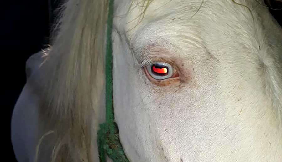 Mắt ngựa bạch khi chiếu đèn ban đêm sẽ đỏ như vậy, còn không là ngựa nhuộm màu lông, làm giả...