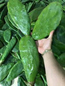 Xương rồng tai thỏ