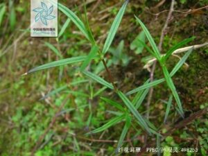 Bòi ngòi hoa nhỏ