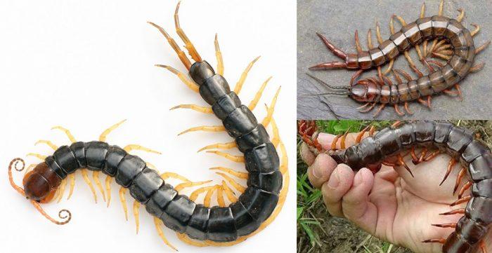 Mẹo hay điều trị rết cắn từ giân gian độc nhất vô nhị