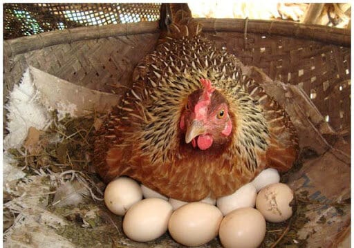 Gà mái ấp trứng