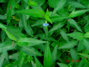 Rau trai (thài lài trắng)