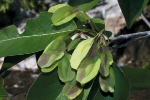 Quả cây chiêu liêu nghệ