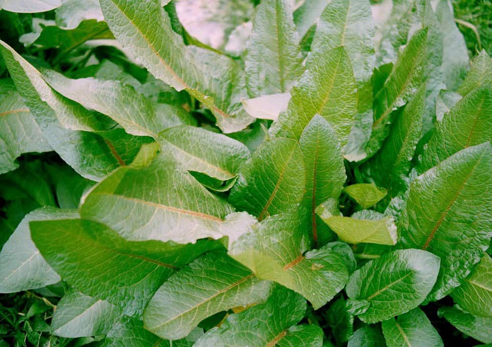 Dương đề Nhật (chút chít Nhật)