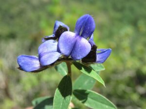 Cây lục lạc không cuống