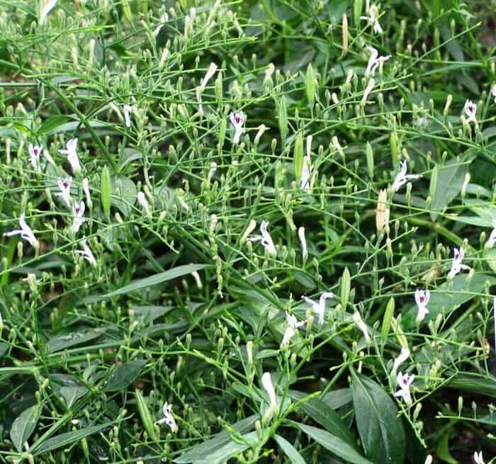 Xuyên tâm liên điều trị ho khan do hậu covid 19