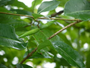 lá và quả dây càng cua