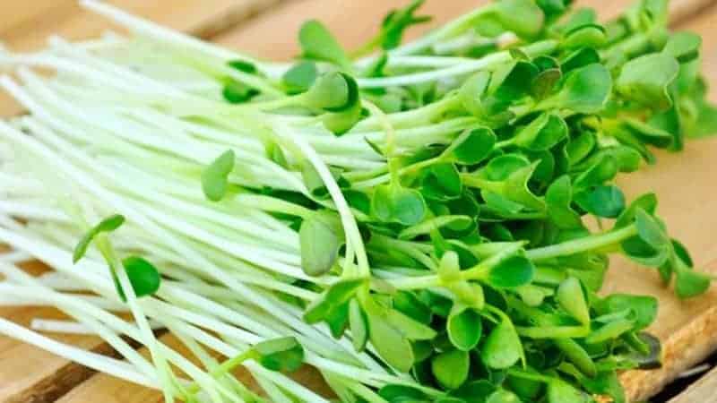 Tác dụng và tác hại của rau mầm