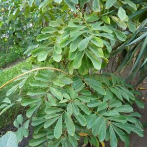 lá dây duốc cá hay dây mật